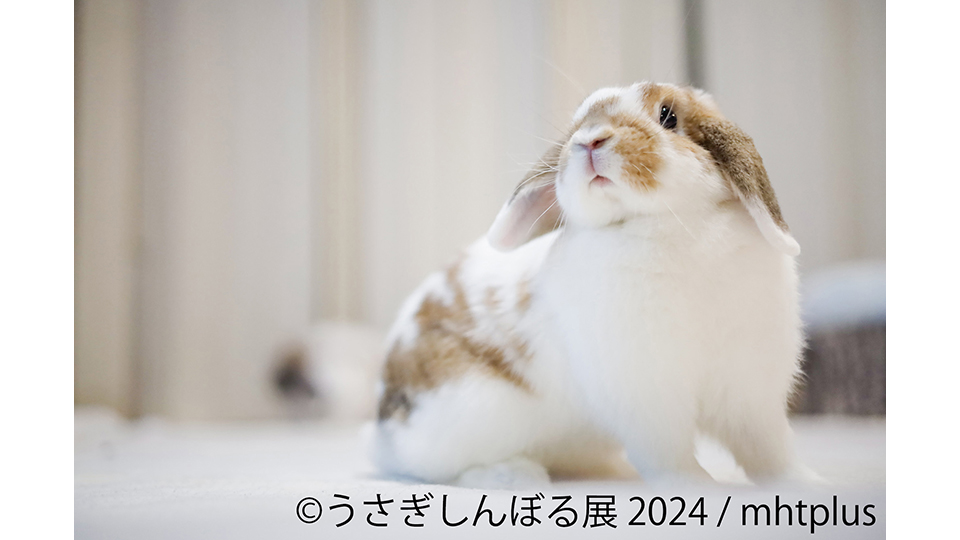 うさぎしんぼる展 2024 in 名古屋