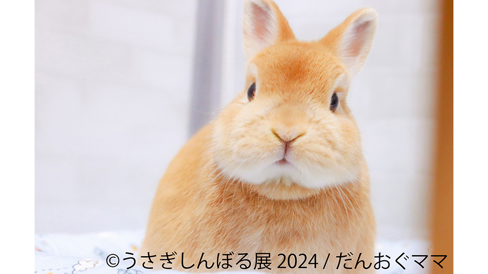 うさぎしんぼる展 2024 in 名古屋