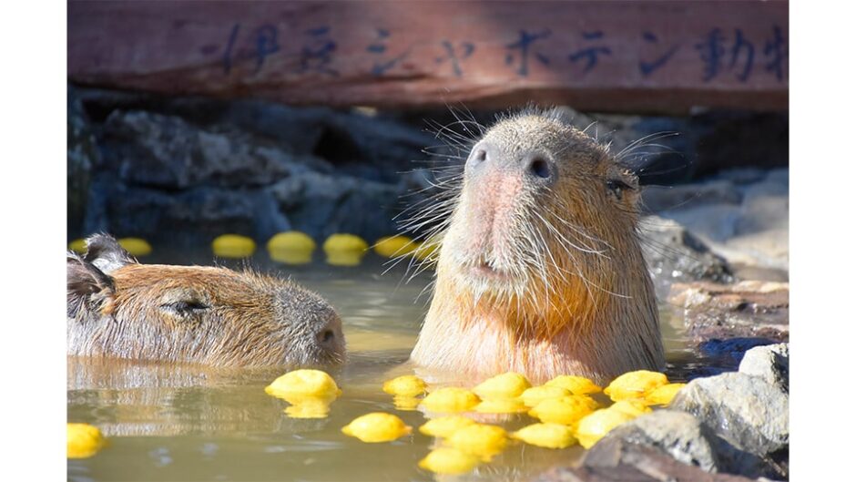 「元祖カピバラの露天風呂」伊豆シャボテン動物公園で開催