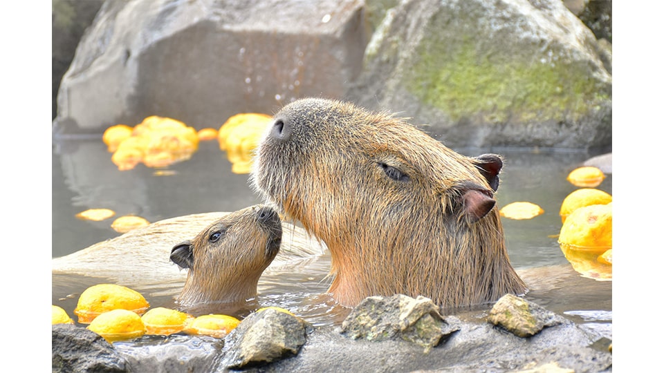 伊豆シャボテン動物公園