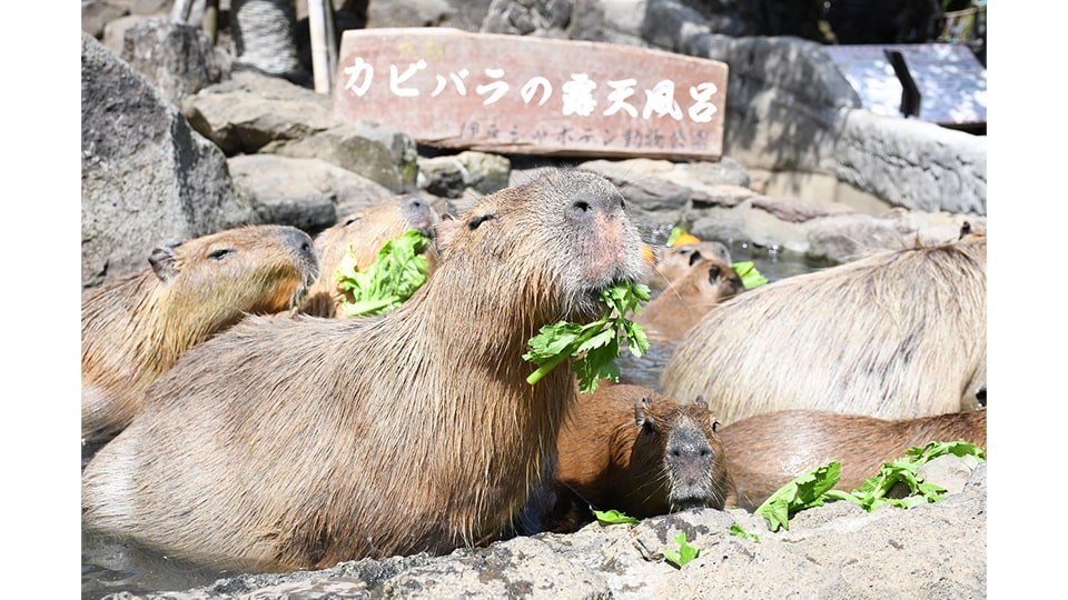 元祖カピバラの露天風呂