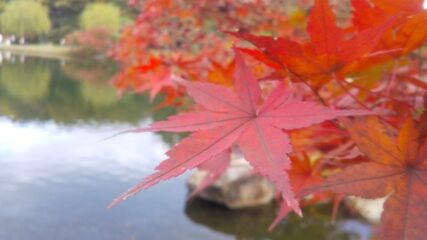 「錦を纏う 徳川園紅葉祭」名古屋の徳川園で開催