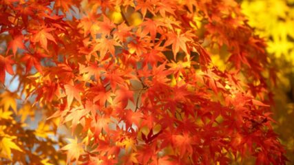 「もみじ狩り・紅葉ライトアップ」東山動植物園で開催