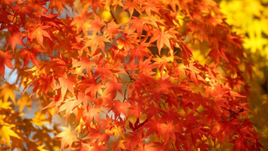 もみじ狩り・紅葉ライトアップ