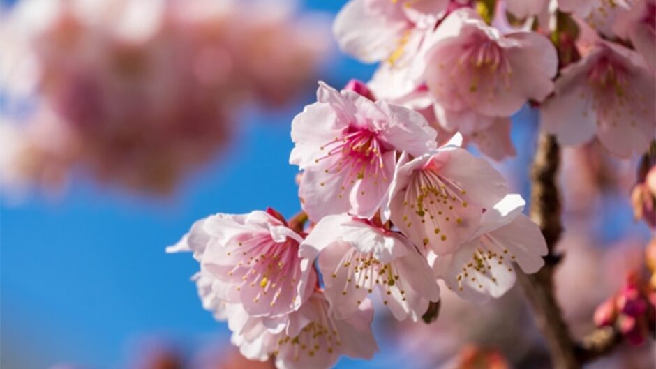 「第15回 あたみ桜 糸川桜まつり」糸川遊歩道で開催