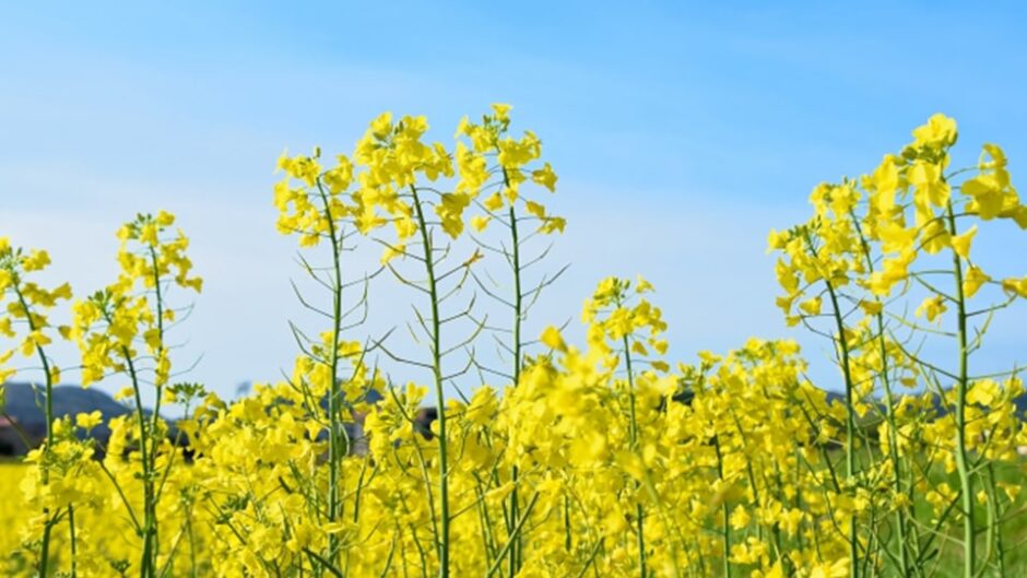 「渥美半島 菜の花まつり2025」伊良湖菜の花ガーデンなどで開催