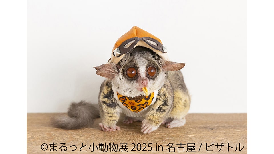 まるっと小動物展 2025 in 名古屋