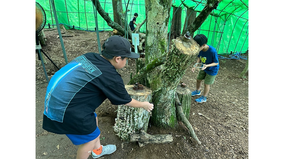 三島スカイウォーク