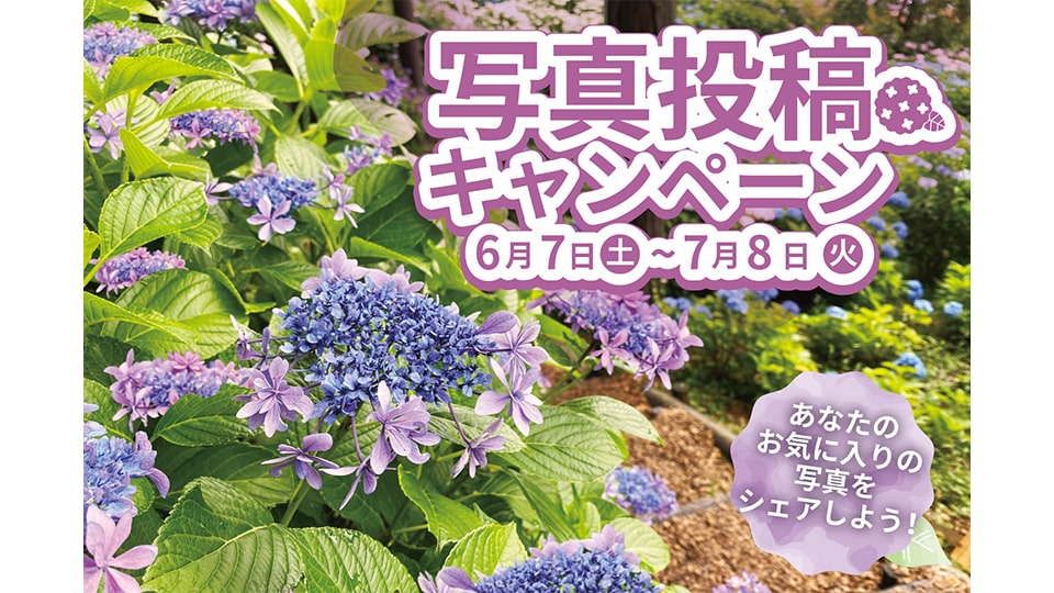 あじさい祭