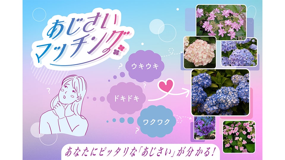 あじさい祭