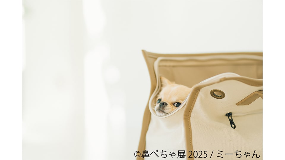 鼻ぺちゃ展 2025 in 名古屋