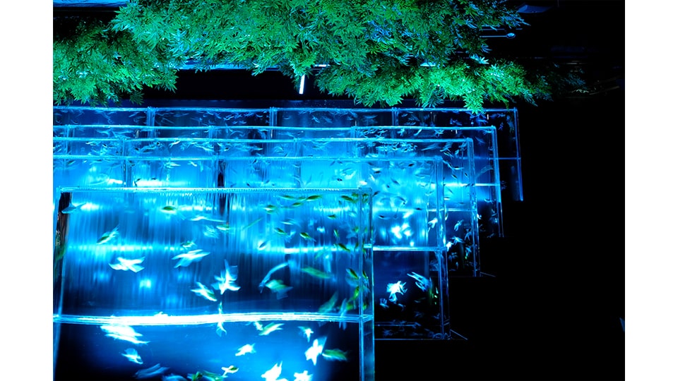 アートアクアリウム展 名古屋2025