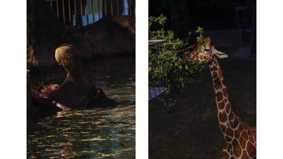 ナイトZOO