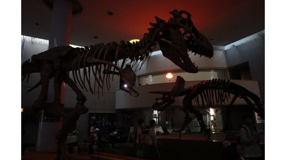 ナイトZOO