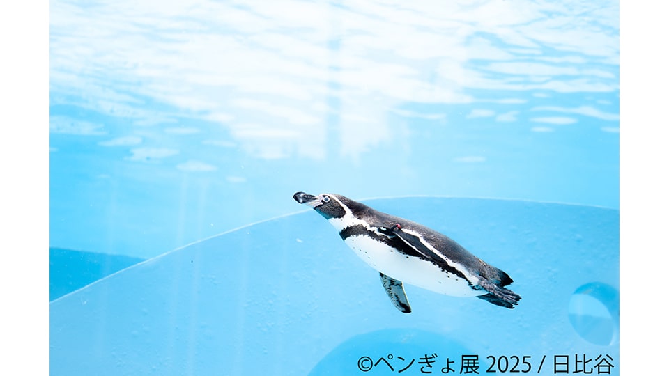 ペンぎょ展 2025 in 名古屋