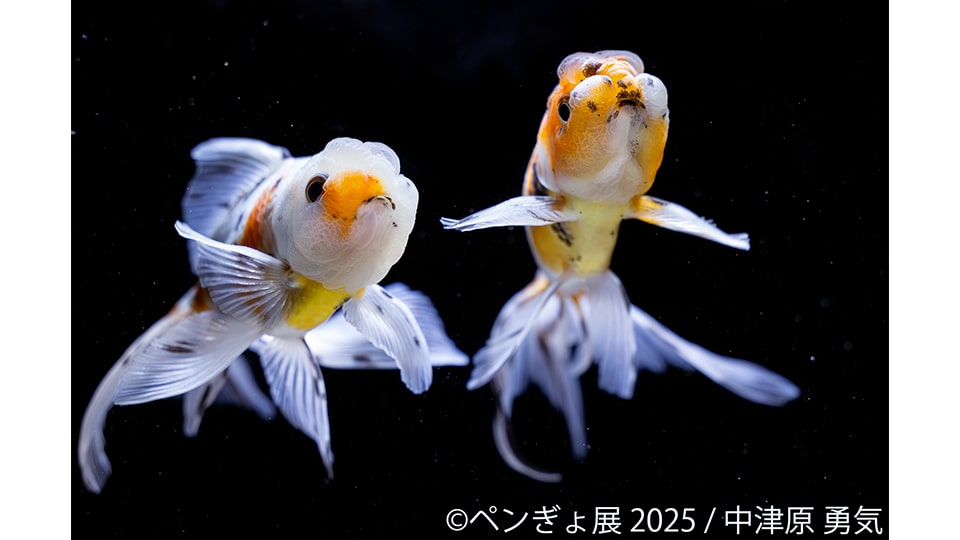 ペンぎょ展 2025 in 名古屋
