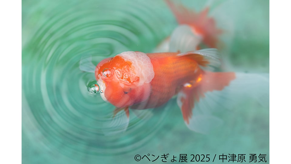 ペンぎょ展 2025 in 名古屋