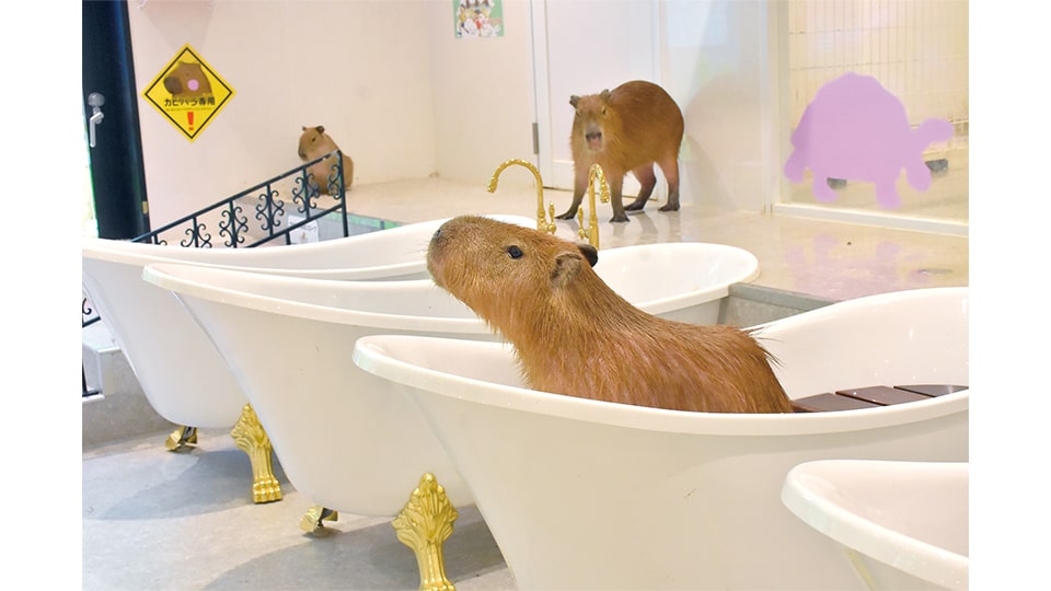伊豆シャボテン動物公園グループ SUMMER 2025