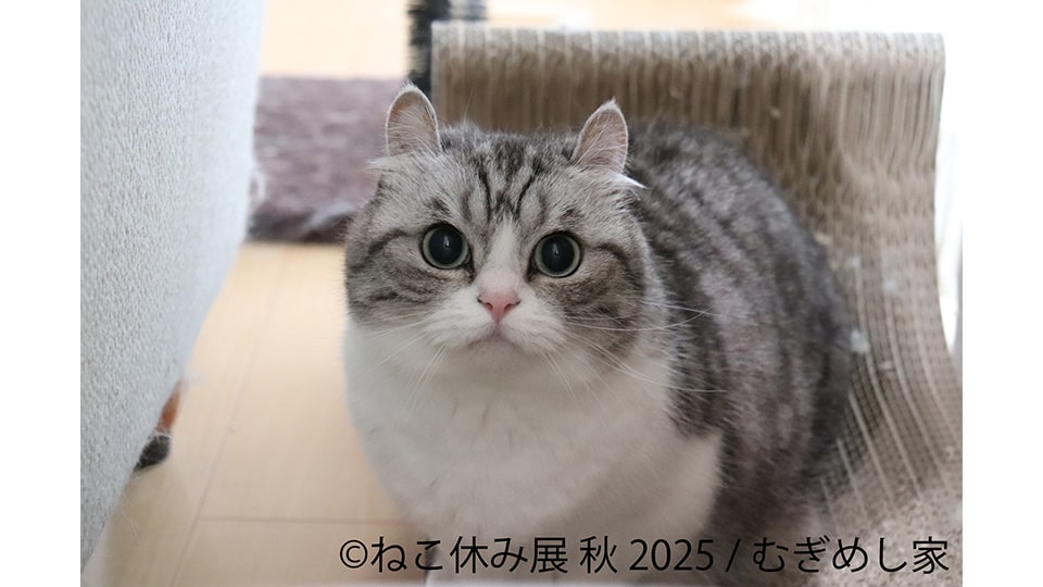ねこ休み展 秋 2025