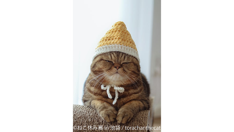 ねこ休み展 秋 2025