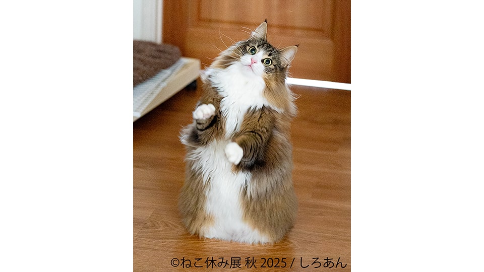 ねこ休み展 秋 2025