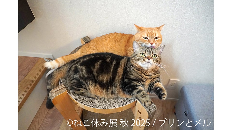 ねこ休み展 秋 2025