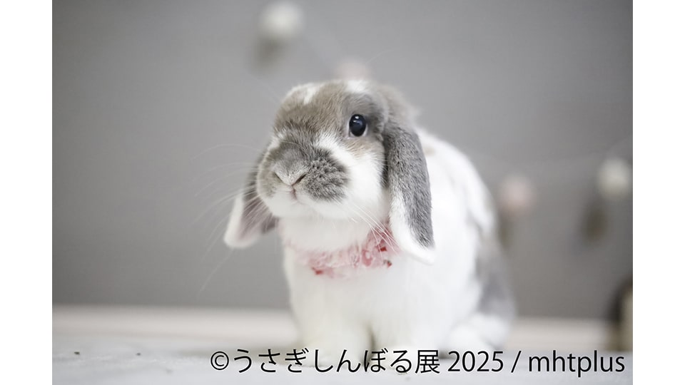 うさぎしんぼる展 2025 in 名古屋