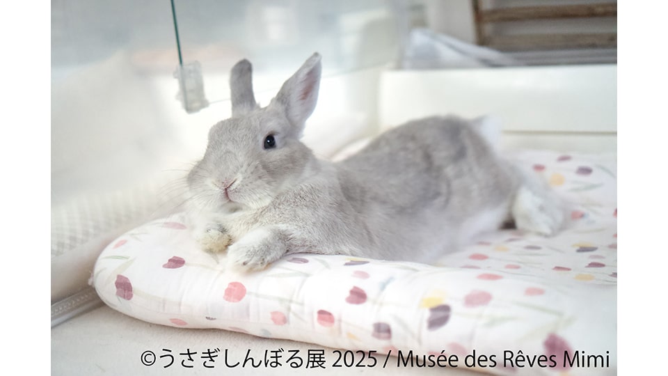 うさぎしんぼる展 2025 in 名古屋