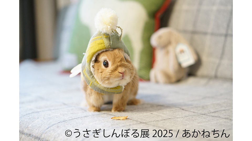 うさぎしんぼる展 2025 in 名古屋