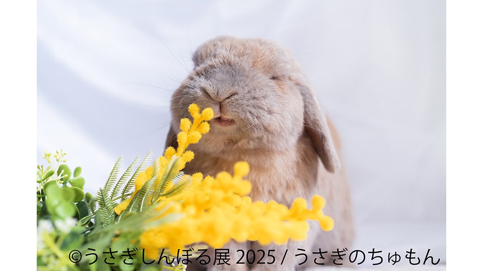 うさぎしんぼる展 2025 in 名古屋