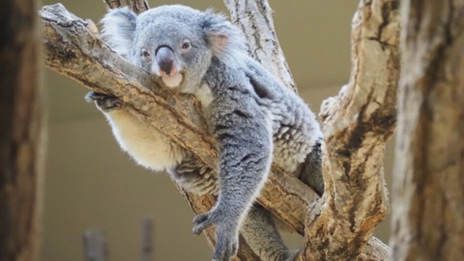 「第75回東山動植物園秋まつり」名古屋市東山動植物園で開催