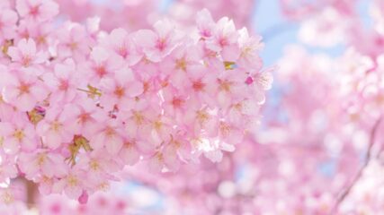 「第16回 あたみ桜 糸川桜まつり」糸川遊歩道で開催