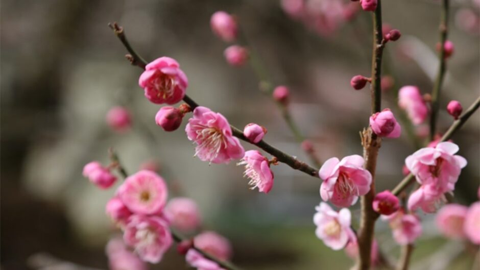 「第82回 熱海梅園梅まつり」熱海梅園で開催