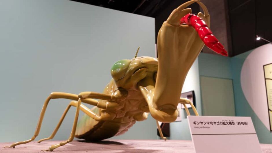 特別展「昆虫 MANIAC」名古屋市科学館で開催
