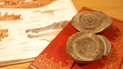 企画展「古生代探検隊～三葉虫とめぐる進化の足あと～」静岡科学館る・く・るで開催