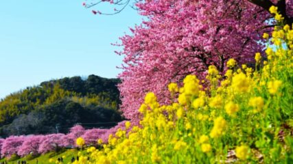 「第28回みなみの桜と菜の花まつり」南伊豆町・下賀茂温泉で開催