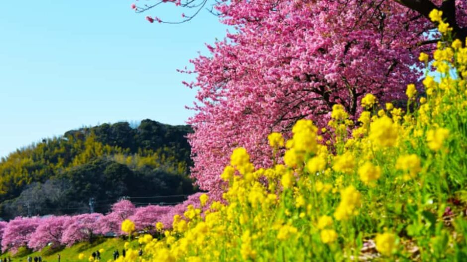 「第28回みなみの桜と菜の花まつり」南伊豆町・下賀茂温泉で開催