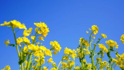 「渥美半島 菜の花まつり2026」伊良湖菜の花ガーデンなどで開催