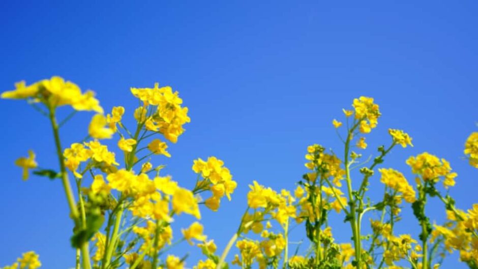 「渥美半島 菜の花まつり2026」伊良湖菜の花ガーデンなどで開催
