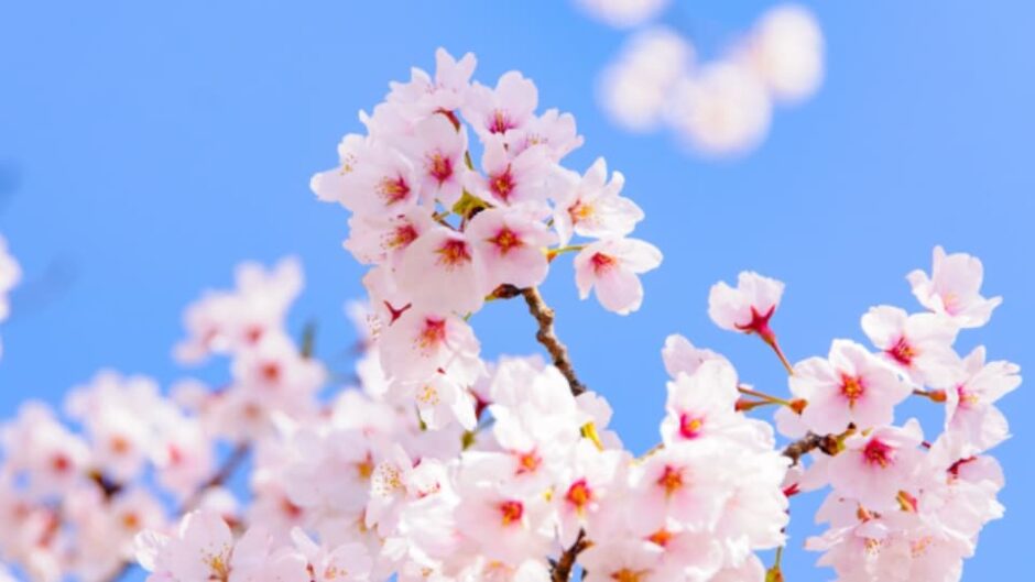 「さくら祭り」フラワーパーク江南で開催