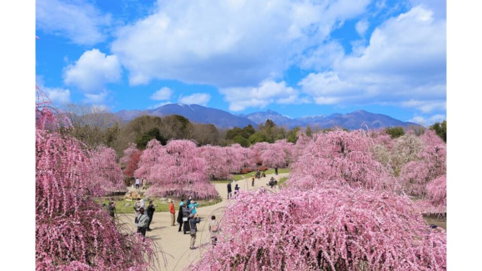 「しだれ梅まつり」鈴鹿の森庭園で開催