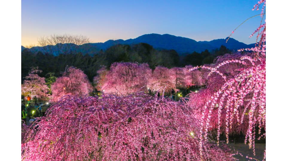 しだれ梅まつり