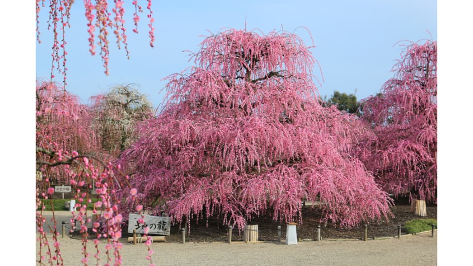しだれ梅まつり