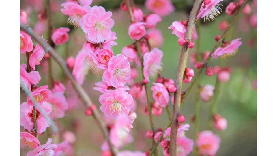 しだれ梅まつり