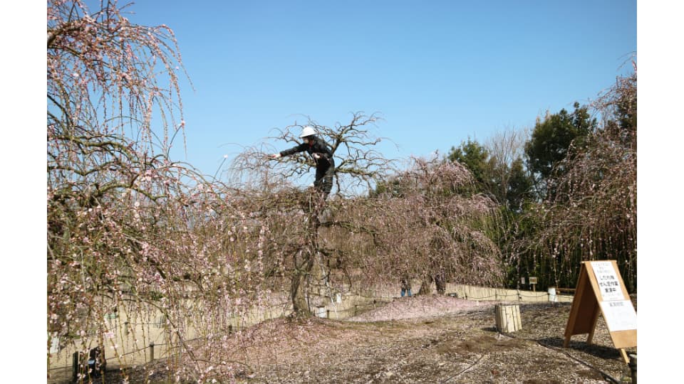 しだれ梅まつり