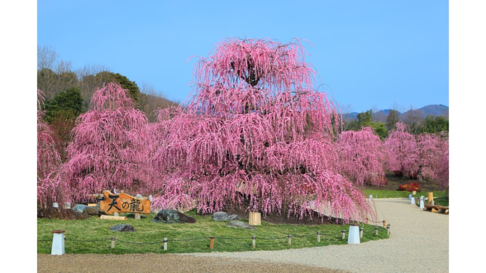 しだれ梅まつり