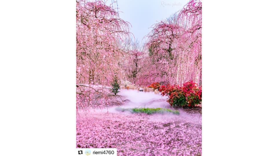 しだれ梅まつり