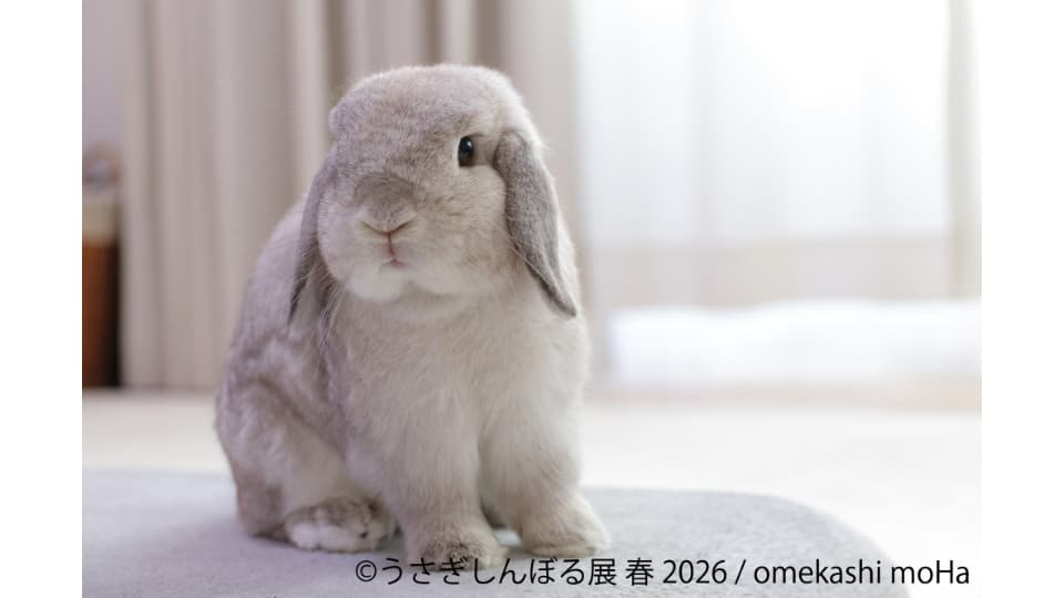 うさぎしんぼる展 春 2026