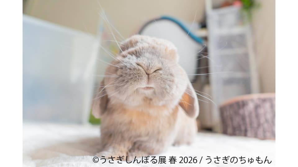 うさぎしんぼる展 春 2026
