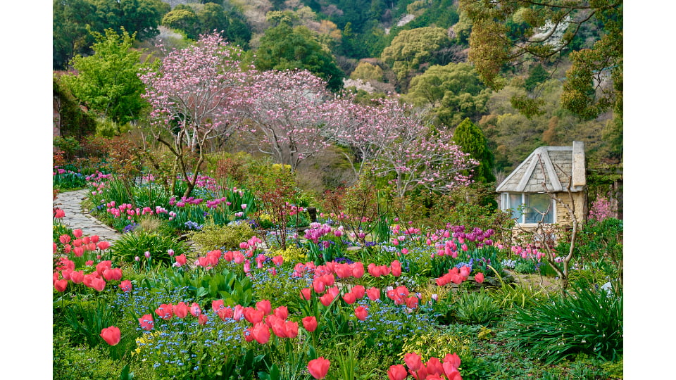 ACAO FOREST -Flower Easter-